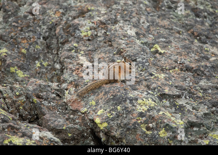Le tamia mineur (Tamias minimus) sur des roches couvertes de lichen dans la région du Grand Canyon de Yellowstone National Park, Wyoming. Banque D'Images