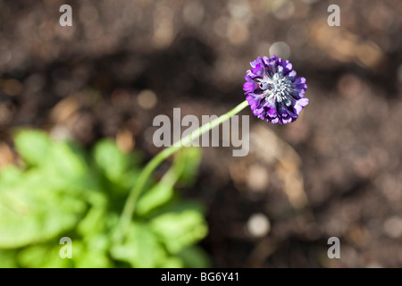 De l'Himalaya à tête ronde (Tofsviva, Primrose Primula capitata) Banque D'Images