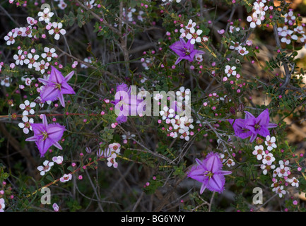 Twining Fringe Lily Thysanotus australis avec Callistemon, ouest de l'Australie. Banque D'Images