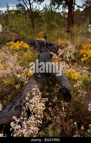 Moïse épineux Acacia pulchella (jaune) et la montagne-Sphenotoma heath squarrosa burnt Jarrah woodland, Stirling, Banque D'Images