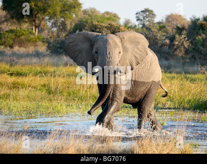 L'air vif de l'Eléphant d'Afrique mâle charge simulée comme elle refroidit dans un étang dans la région de Moremi, au nord du Botswana. Banque D'Images