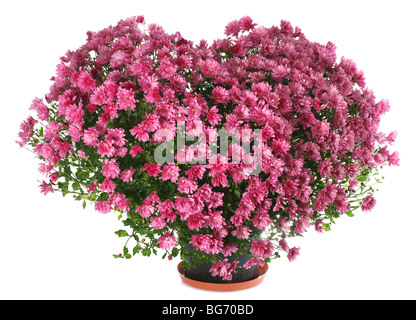 Les chrysanthèmes en pot bush magenta en forme de coeur (avec la rosée, isolé sur fond blanc) Banque D'Images