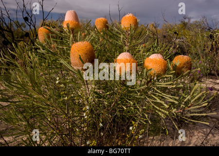 Banksia de Hooker, Banksia hookeriana en fleur au printemps en Kwongan heath dans Alexander Morrison National Park, Australie Banque D'Images