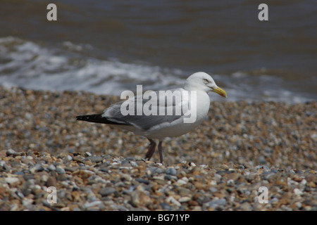 Sea Gull flying against blue sky Banque D'Images