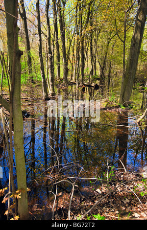 Le marais le long sentier forestier dans le parc national de la Pointe-Pelée, Leamington, Ontario, Canada. Banque D'Images