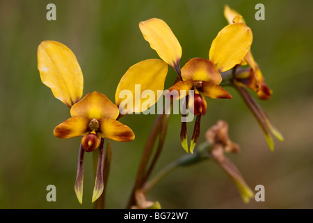 Âne commun Orchid Diuris corymbosa, Stirling, près de Mount Barker, au sud-ouest de l'Australie Banque D'Images