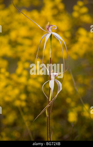 Orchidée araignée blanche Caladenia longicauda ssp. redacta de Woodland, Stirling, près de Mount Barker, au sud-ouest de l'Australie Banque D'Images