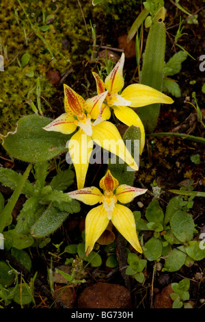 Coucou bleu Orchid Caladenia flava ssp. flava, Stirling, près de Mount Barker, au sud-ouest de l'Australie Banque D'Images