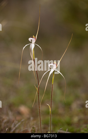 Orchidée araignée blanche Caladenia longicauda ssp. redacta de Woodland, Stirling, près de Mount Barker, au sud-ouest de l'Australie Banque D'Images