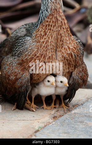 La mère poule protégeant ses poussins en Inde Banque D'Images