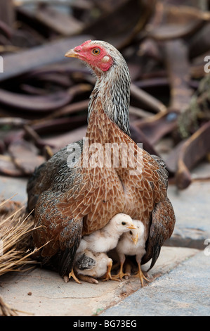 La mère poule protégeant ses poussins en Inde Banque D'Images