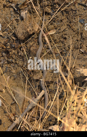 Serpent brun sur la rive de la rivière Rouge dans le Kentucky Banque D'Images