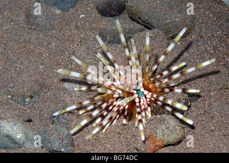 Le double, ou de l'oursin Oursin dos long bagués, Echinothrix calamaris,Tulamben, Bali, Indonésie. La mer de Bali, de l'Océan Indien Banque D'Images