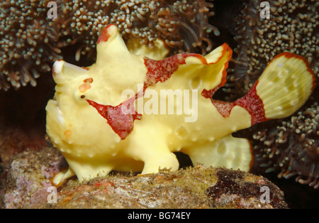 Poisson Grenouille verruqueux, également connu sous le nom de clown, poissons Grenouille Antennarius maculatus, Tulamben, Bali, Indonésie, la mer de Bali, de l'Océan Indien. Banque D'Images