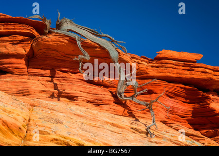 Genévrier mort contraste avec un mur de grès, à Vermilion Cliffs National Monument Banque D'Images