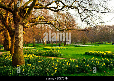 Floraison des jonquilles à St James's Park à Londres Banque D'Images