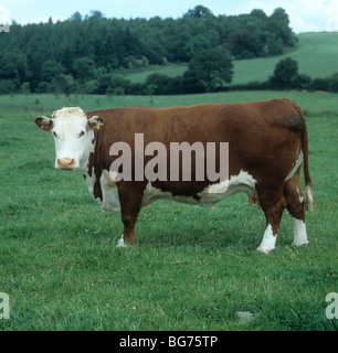 Une vache Hereford pedigree sur les pâturages, Herefordshire Banque D'Images