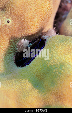 Coral pétoncle, Pédum sp., grandissant dans les coraux durs Banque D'Images