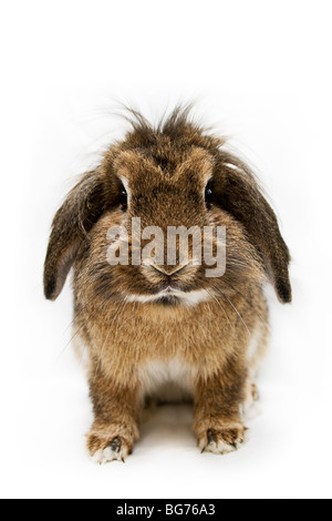 Photographie d'un lop oreilles lapin contre un fond blanc. Banque D'Images