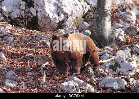 L'ours brun dans les montagnes Dinariques Banque D'Images