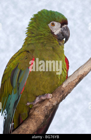 Chestnut-Fronted Macaw (ara severus) Banque D'Images