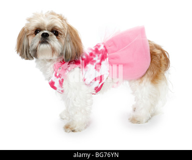 Shitsu shih tzu chien en costume rose vêtements Banque D'Images