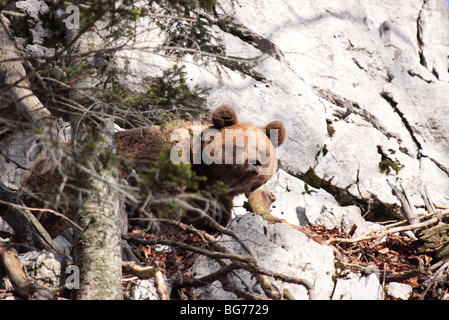 L'ours brun dans les montagnes Dinariques Banque D'Images