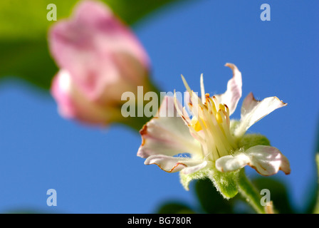 Israël, Néguev, gros plan d'une fleur sauvage en fleurs au printemps Banque D'Images