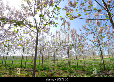 Israël, Néguev, un champ de fleurs sauvages au printemps Banque D'Images