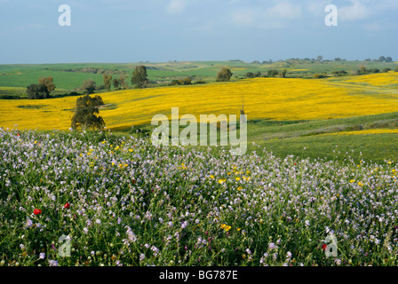 Israël, Néguev, un champ de fleurs sauvages au printemps Banque D'Images