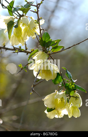 Israël, Néguev, gros plan d'une fleur sauvage en fleurs au printemps Banque D'Images