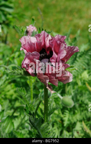 Pavot pivoine en fleur campagne anglaise Banque D'Images