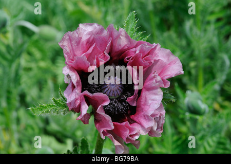 Pavot pivoine en fleur campagne anglaise Banque D'Images