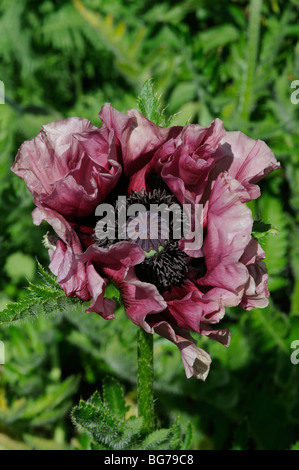 Pavot pivoine en fleur campagne anglaise Banque D'Images