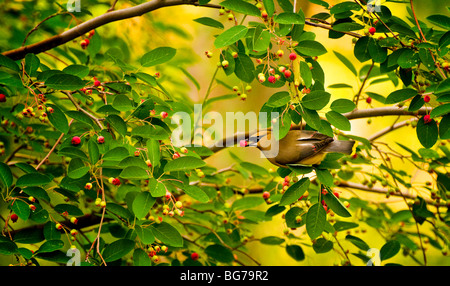 New York, la vie sauvage, les oiseaux chanteurs, Jaseur d'alimentation à partir de l'amélanchier arbre. Banque D'Images