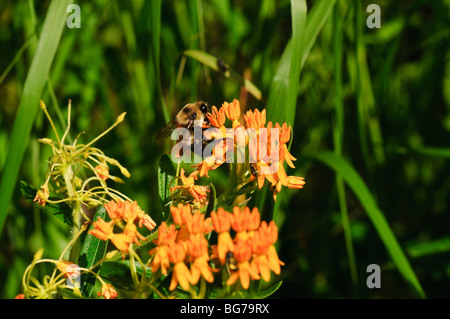 Abeille pollinisant Asclépiade fleurs. Banque D'Images