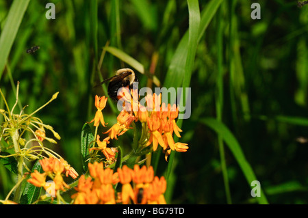 Abeille pollinisant Asclépiade fleurs. Banque D'Images