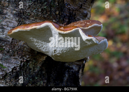 Bouleau champignon Piptoporus betulinus,, sur le bouleau verruqueux, Dunkeld, Perthshire, Écosse, Royaume-Uni Banque D'Images