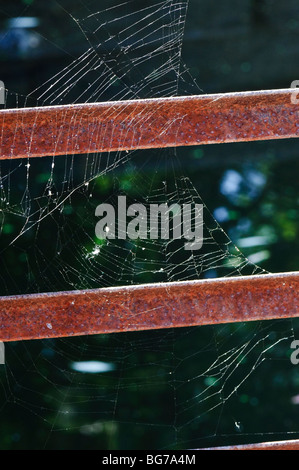 Spider web sur une clôture rouillée Banque D'Images