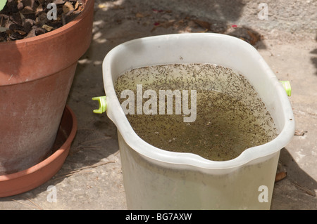 Accueil seau de nettoyage laissé dans le jardin à l'extérieur et rempli de Culex pipipiens, Culiseta longiareolata et Aedes albopictus larves de moustiques Banque D'Images