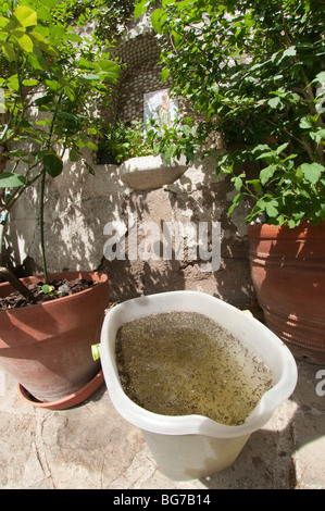 Accueil seau de nettoyage laissé dans le jardin à l'extérieur et rempli de Culex pipipiens, Culiseta longiareolata et Aedes albopictus larves de moustiques Banque D'Images