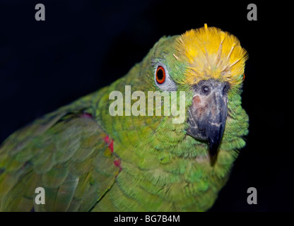 Couronné jaune/jaune (Amazona Amazon rieuses) orchrocephala Banque D'Images