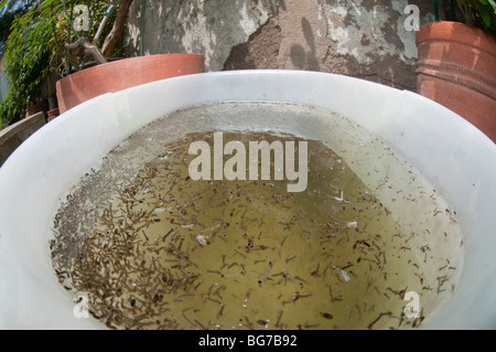 Accueil seau de nettoyage laissé dans le jardin à l'extérieur et rempli de Culex pipipiens, Culiseta longiareolata et Aedes albopictus larves de moustiques Banque D'Images