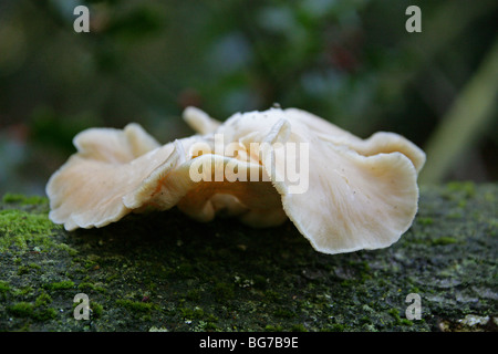 Huître pâle, champignon Pleurotus pulmonarius, Pleurotaceae Banque D'Images