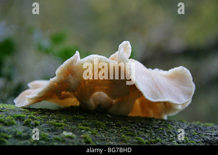 Huître pâle, champignon Pleurotus pulmonarius, Pleurotaceae Banque D'Images