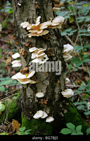 La Pleurote, Pleurotus cornucopiae, Pleurotaceae Banque D'Images