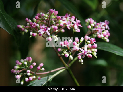 Evergreen bleu Hortensia, Dichroa febrifuga, Hydrangeaceae, dans l'ouest de l'Himalaya. Herbe importante dans la médecine traditionnelle chinoise. Banque D'Images