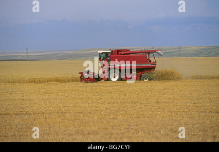 Une moissonneuse-batteuse capture un champ de blé à la fin de l'été près de Great Falls, Montana Banque D'Images