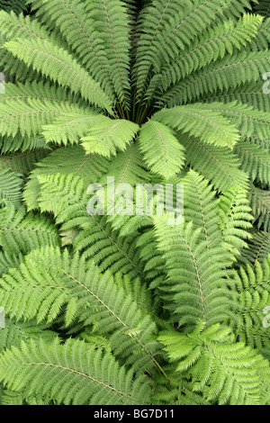 Soft fougère arborescente, l'homme ou de fougère fougère arborescente de Tasmanie, Dicksonia antarctica, Dicksoniaceae, Queensland, Australie du Sud Banque D'Images