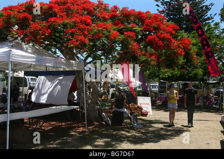 Arbre généalogique Poinciana dans un marché à Brunswick Heads en Australie Banque D'Images